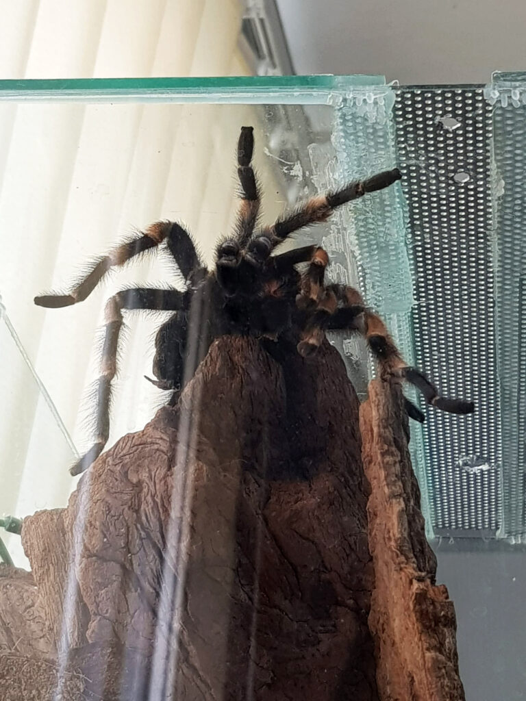 Reptielenopvang Zwanenburg